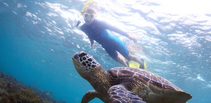 Travailler avec des animaux lors d'un séjour linguistique un voyage pas comme les autres