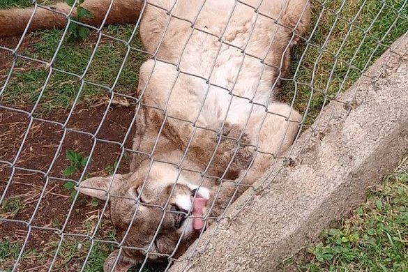 Refuge de pumas