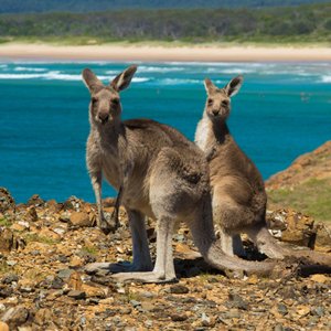 Programme Working Holiday Australie : l'opportunité de vivre une expérience hors du commun