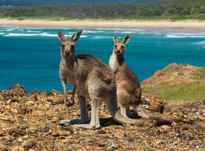 Programme Working Holiday Australie : l'opportunité de vivre une expérience hors du commun