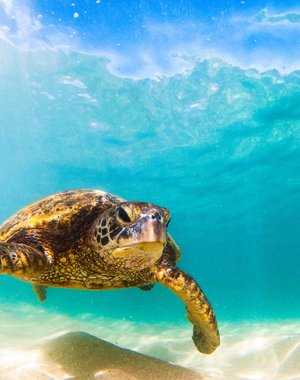Eco-volontariat : agissez concrètement pour la nature avec L&T