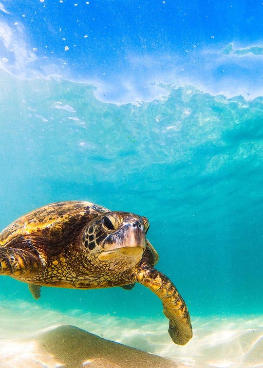 eco-volontariat : chantiers nature au Costa Rica