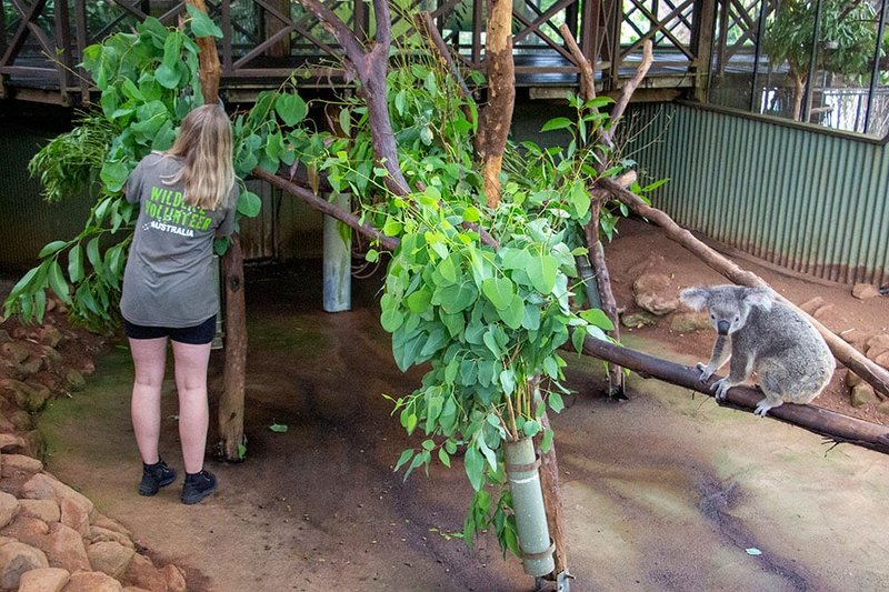 Nourrir les koalas
