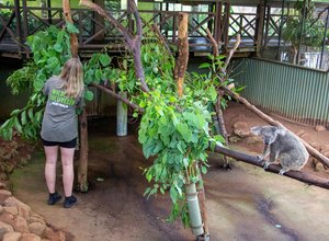 Nourrir les koalas