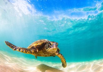 eco-volontariat : chantiers nature au Costa Rica
